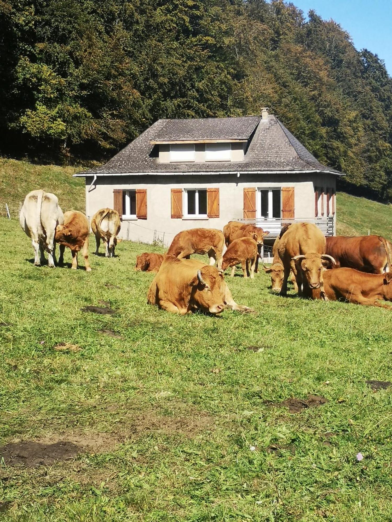 Villa Tourmalet à Campan Extérieur photo